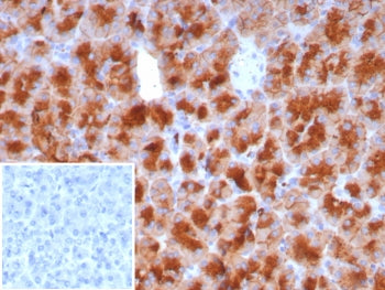 Glycoprotein 2 Antibody / GP2 / ZAP75