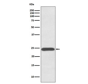 Western blot testing of human placenta lysate with Growth Hormone antibody. Predicted molecular weig