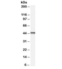 AURKA Antibody