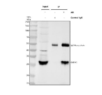Immunoprecipitating IMPA1 in Jurkat whole cell lysate. Western blot analysis of IMPA1 using anti-IMP