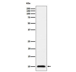 Western blot testing of human 293T cell lysate with UBA52 antibody. Predicted molecular weight ~15 k