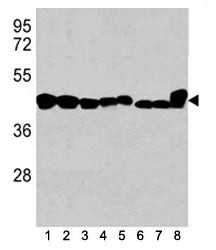 Western blot analysis of b-Actin antibody in 1) K562, 2) HL-60, 3) HeLa cell line, and mouse tissues