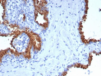 PTPRU Antibody /&nbsp;Protein Tyrosine Phosphatase Receptor Type U