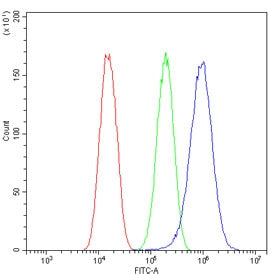 Glypican 5 Antibody / GPC5