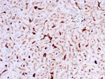 IHC staining of FFPE human liver with Cathepsin K antibody (clone CTSK/2792). HIER: boil tissue sect