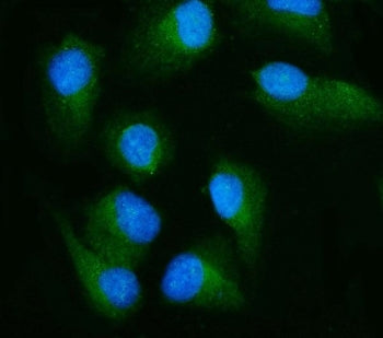 Immunofluorescent staining of FFPE human U-2 OS cells with RLIP1 antibody (green) and DAPI nuclear s