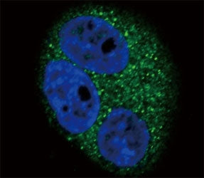 Confocal immunofluorescent analysis of CD14 antibody with A549 cells followed by Alexa Fluor 488-con
