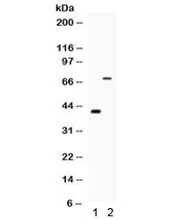 Cd46 Antibody