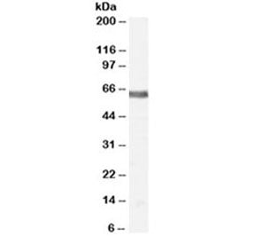 Western blot testing of human thyroid lysate with NUR77 antibody at 2ug/ml. Predicted molecular weig