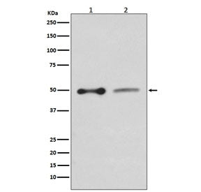 Western blot testing of human HepG2 (left) and rat PC-12 (right) lysate with NHERF1 antibody. Predic