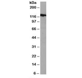 Western blot testing of mouse NSO lysate with DDB1 antibody at 1ug/ml. Predicted molecular weight: ~