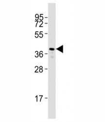 Rhodopsin Antibody / Zebrafish, 0.4ml