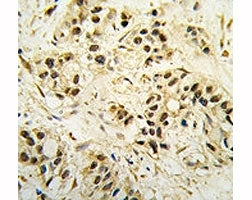 CDK1 Antibody (CDC2)