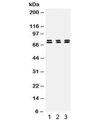 PRC1 Antibody