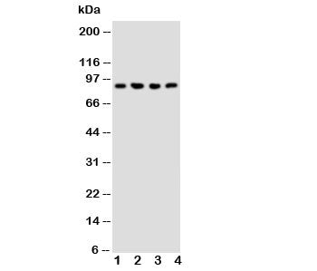 NRG2 Antibody