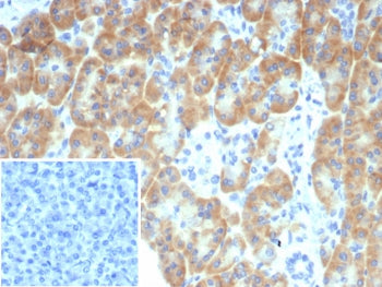 IHC staining of FFPE human pancreas tissue with TRPC6 antibody (clone TRPC6/7671). Inset: PBS used i