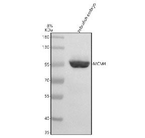 Western blot analysis of Mcm4 protein using Zebrafish Mcm4 antibody and zebrafish embryo tissue lysa
