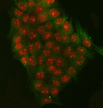 Immunofluorescent staining of FFPE human MCF7 cells with RRP7A antibody (red) and Beta Tubulin mAb (