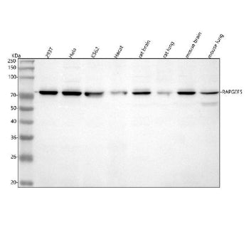 Western blot analysis of RAPGEF5 using anti-RAPGEF5 antibody. Lane 1: human 293T whole cell lysates,