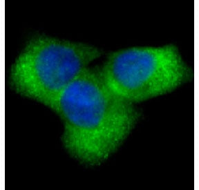 NOTCH1 Antibody