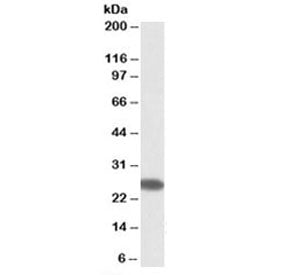 Western blot testing of human placenta lysate with CHCHD3 antibody at 0.3ug/ml. Predicted molecular 