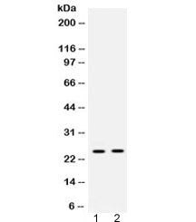 HMGB2 Antibody