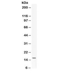 Leptin Antibody / LEP