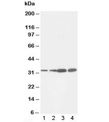 PCNA Antibody