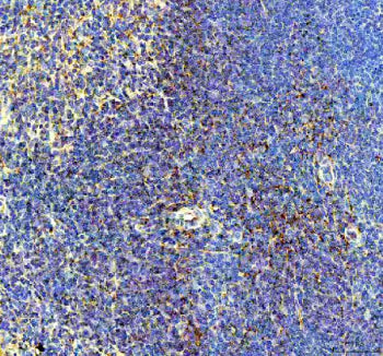 IHC staining of FFPE mouse spleen tissue with BCA1 antibody, HRP-secondary and DAB substrate. HIER: 