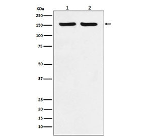 Western blot testing of 1) human HeLa and 2) mouse RAW264 lysate with ROCK2 antibody. Predicted mole