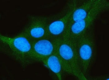 Immunofluorescent staining of FFPE human U-2 OS cells with PP2A antibody (green) and DAPI nuclear st