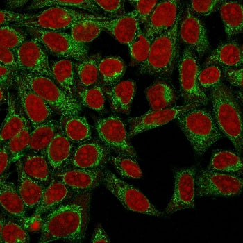 Immunfluorescent staining of human HeLa cells with Podocalyxin antibody (clone 3D3, green) and Reddo