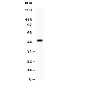 Western blot testing of Aurora A antibody at and mouse ovary lysate. Expected molecular weight: ~46k