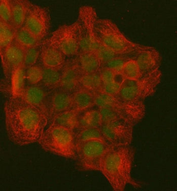 Immunofluorescent staining of FFPE human A431 cells with PCNA antibody (green) and Beta Tubulin mAb 