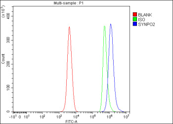Flow Cytometry analysis of human SH-SY5Y cells using anti-SYNPO2 antibody. Overlay histogram showing