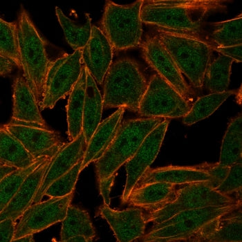 Immunofluorescent staining of PFA-fixed human HeLa cells with ZXDC antibody (clone PCRP-ZXDC-2B5). f