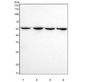 Western blot testing of human 1) HeLa, 2) A431, 3) U-2 OS and 4) 293T cell lysate with recombinant N