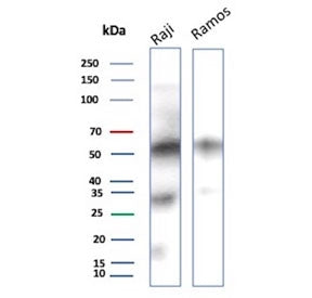 Western blot testing of human Raji and Ramos cell lysate with recombinant CD27 antibody. Predicted m