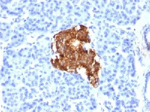 Insulin Antibody