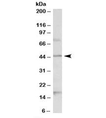 Western blot testing of mouse brain lysate with Htr1a antibody at 1ug/ml. Predicted molecular weight