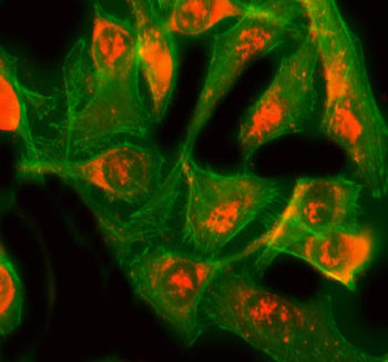 Immunofluorescent staining of GINS3 using anti-GINS3 antibody (red) and anti-Tubulin mAb (green). GI