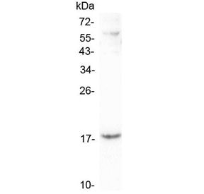 Western blot testing of human A431 lysate with LEC antibody at 0.5ug/ml. Predicted molecular weight 