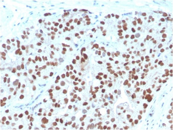 NKX3.1 Antibody