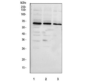 Western blot testing of 1) rat lung, human 2) HeLa, 3) K562 and 4) Jurkat lysate with GRK6 antibody.