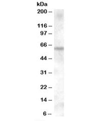 KPNA6 Antibody