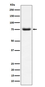 Western blot analysis of PWP1 expression in human HepG2 cell lysate. A predominant band is detected 