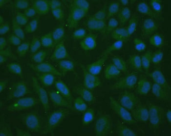 Immunofluorescent staining of FFPE human HeLa cells with TXN2 antibody (green) and DAPI nuclear stai
