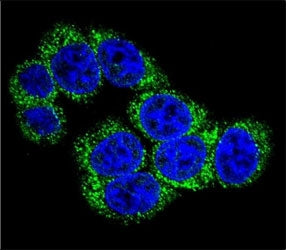 DLL3 Antibody