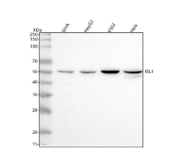 Western blot analysis of Islet 1/ISL1 using anti-ISL1 antibody. Lane 1: human SIHA whole cell lysate