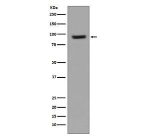 Western blot testing of human Raji cell lysate with CD54 antibody. Predicted molecular weight: ~58 k